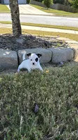 2nd female , a female Chihuahua for sale in Grovetown, GA – 3 of 3