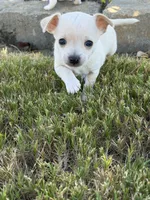 Cream male Chihuahua , a male Chihuahua for sale in Grovetown, GA – 3 of 3