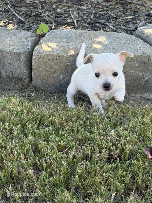 Cream male Chihuahua  – Chihuahua puppy for sale in Grovetown, GA