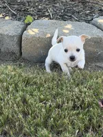 Cream male Chihuahua , a male Chihuahua for sale in Grovetown, GA – 1 of 3