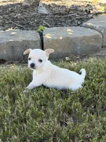 Cream male Chihuahua , a male Chihuahua for sale in Grovetown, GA – 2 of 3