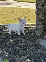 2nd Male , a male Chihuahua for sale in Grovetown, GA – 2 of 3