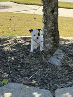 2nd female , a female Chihuahua for sale in Grovetown, GA – 2 of 3