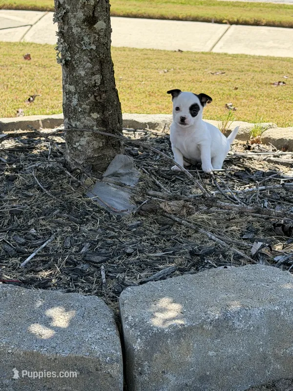 2nd female  – Chihuahua puppy for sale in Grovetown, GA