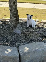 2nd female , a female Chihuahua for sale in Grovetown, GA – 1 of 3