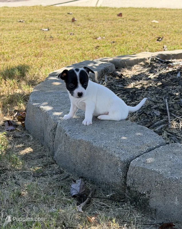 First Girl  – Chihuahua puppy for sale in Grovetown, GA