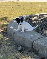 First Girl , a female Chihuahua for sale in Grovetown, GA – 1 of 2