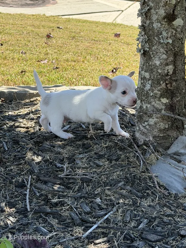 2nd Male  – Chihuahua puppy for sale in Grovetown, GA