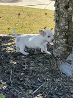 2nd Male , a male Chihuahua for sale in Grovetown, GA – 1 of 3