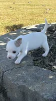 2nd Male , a male Chihuahua for sale in Grovetown, GA – 3 of 3