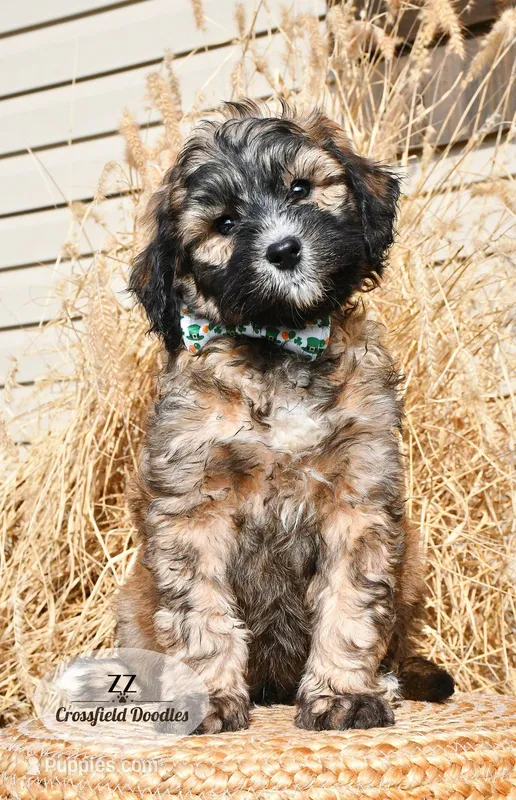 ZZ – Bernedoodle puppy for sale in Quakertown, PA