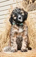 ZZ, a male Bernedoodle for sale in Quakertown, PA – Photo 1 of 4