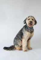 ZZ, a male Bernedoodle for sale in Quakertown, PA – Photo 3 of 4