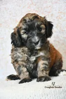 ZZ, a male Bernedoodle for sale in Quakertown, PA – Photo 2 of 4