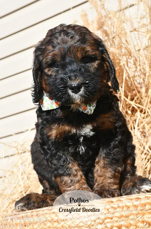 Pothos – Bernedoodle puppy for sale in Quakertown, PA