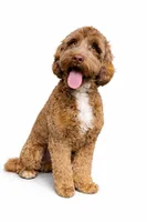 Pothos, a male Bernedoodle for sale in Quakertown, PA – Photo 5 of 6