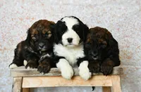 Pothos, a male Bernedoodle for sale in Quakertown, PA – Photo 3 of 6