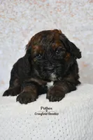 Pothos, a male Bernedoodle for sale in Quakertown, PA – Photo 4 of 6