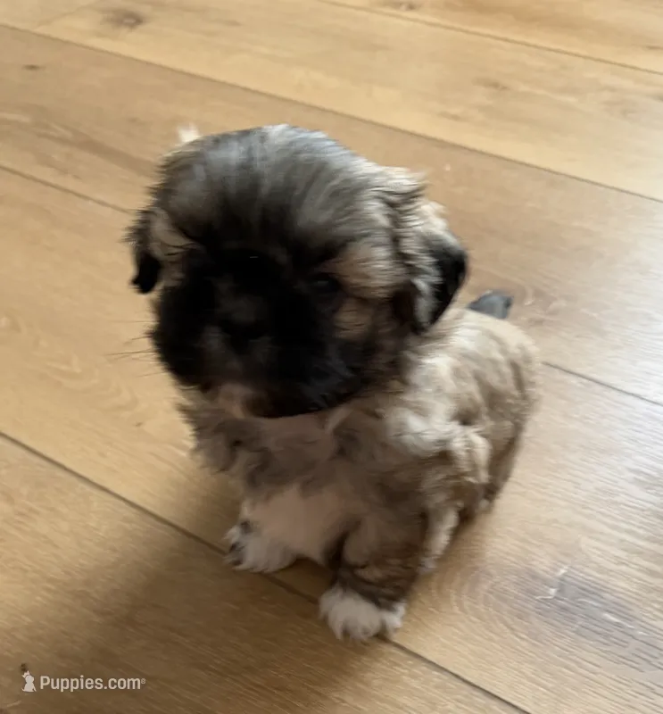 Hobo – Shih Tzu puppy for sale in Lansing, MI