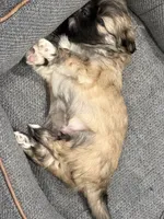 Hobo, a male Shih Tzu for sale in Lansing, MI – 3 of 3