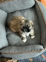 Hobo, a male Shih Tzu for sale in Lansing, MI – 2 of 3