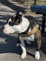 Gordie , a female American Bully for sale in Manchester, NH – Photo 3 of 7