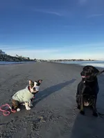Gordie , a female American Bully for sale in Manchester, NH – Photo 6 of 7