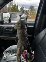 Gordie , a female American Bully for sale in Manchester, NH – Photo 2 of 7