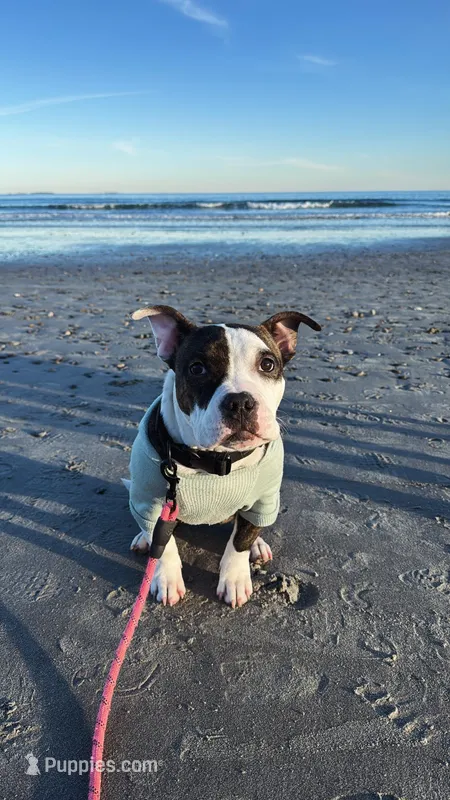 Gordie  – American Bully puppy for sale in Manchester, NH