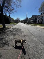 Gordie , a female American Bully for sale in Manchester, NH – Photo 4 of 7