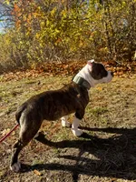 Gordie , a female American Bully for sale in Manchester, NH – Photo 7 of 7