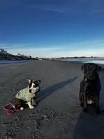 Gordie , a female American Bully for sale in Manchester, NH – Photo 5 of 7