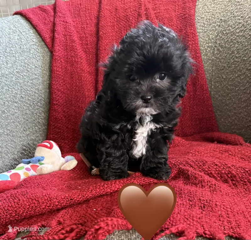 Aurora – Shihpoo, Poodle - Toy  puppy for sale in Independence, MO