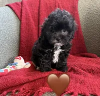 Aurora, a female Shihpoo and Poodle - Toy  for sale in Independence, MO – 1 of 3