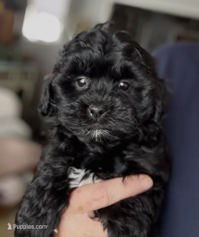 Nova – Shihpoo, Poodle - Toy  puppy for sale in Independence, MO