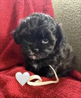 Luna, a female Shihpoo and Poodle - Toy  for sale in Independence, MO – 3 of 3