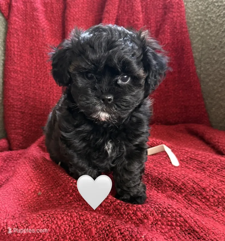 Luna – Shihpoo, Poodle - Toy  puppy for sale in Independence, MO