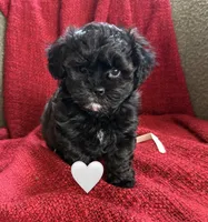 Luna, a female Shihpoo and Poodle - Toy  for sale in Independence, MO – 1 of 3