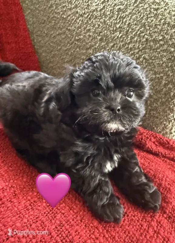 Stella – Shihpoo, Poodle - Toy  puppy for sale in Independence, MO