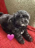 Stella, a female Shihpoo and Poodle - Toy  for sale in Independence, MO – 1 of 3