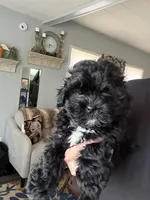 Blossom, a female Shihpoo for sale in Independence, MO – Photo 2 of 2