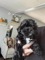 Blossom, a female Shihpoo for sale in Independence, MO – Photo 1 of 2