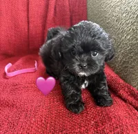 Stella, a female Shihpoo and Poodle - Toy  for sale in Independence, MO – 2 of 3