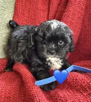Aster, a male Shihpoo and Poodle - Toy  for sale in Independence, MO – 2 of 3