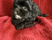 Atlas, a male Shihpoo and Poodle - Toy  for sale in Independence, MO – 3 of 3