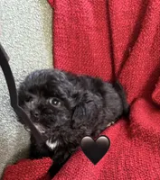 Atlas, a male Shihpoo and Poodle - Toy  for sale in Independence, MO – 2 of 3