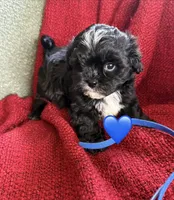 Aster, a male Shihpoo and Poodle - Toy  for sale in Independence, MO – 3 of 3