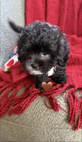 Aurora, a female Shihpoo and Poodle - Toy  for sale in Independence, MO – 3 of 3