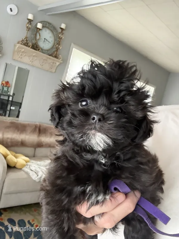 Aries – Shihpoo, Poodle - Toy  puppy for sale in Independence, MO