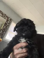 April  (pink), a female Shihpoo for sale in Independence, MO – Photo 2 of 3